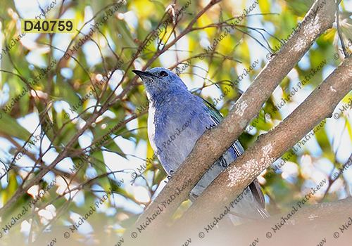 Golden-chevroned Tanager (Thraupis ornata)